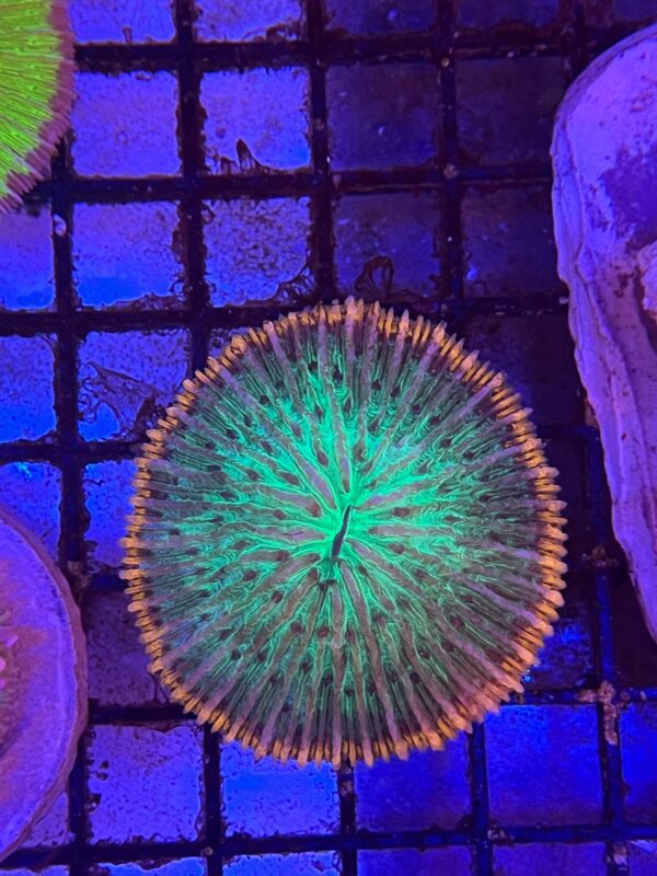 Fungia Green Plate Coral Borde Naranja