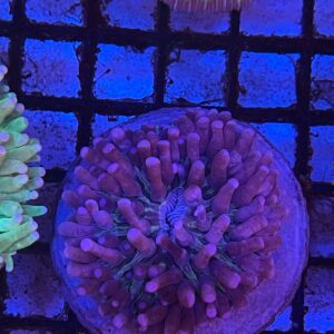 Heliofungia actiniformis “Pink Plate” (Tentáculos Largos)