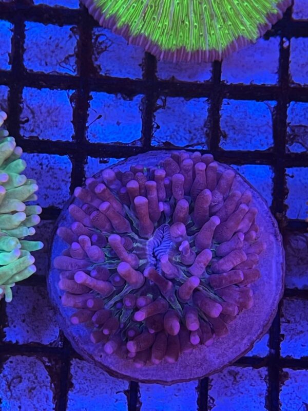 Heliofungia actiniformis “Pink Plate” (Tentáculos Largos)
