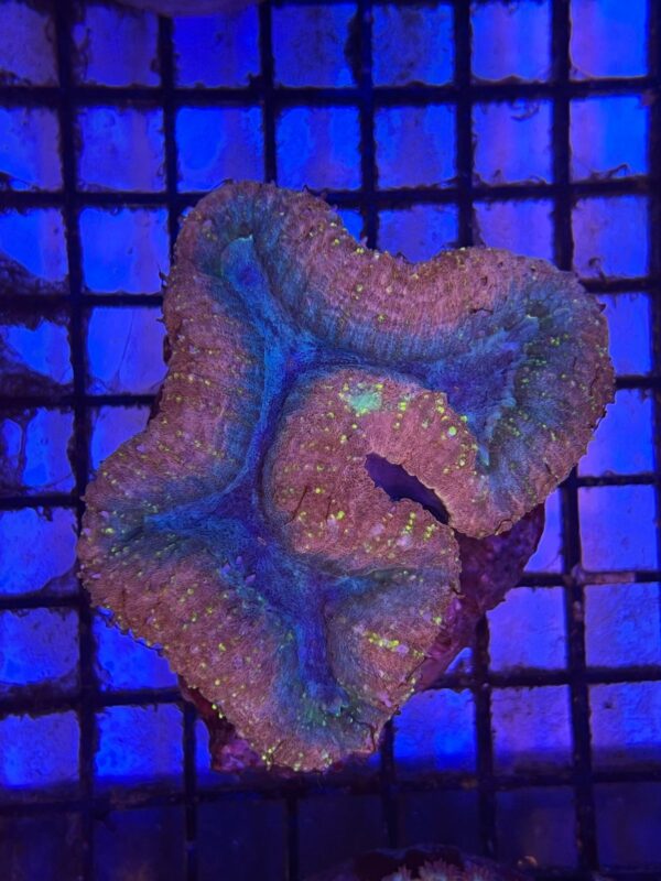 Lobophyllia spp. “Brain Lobo Bicolor”