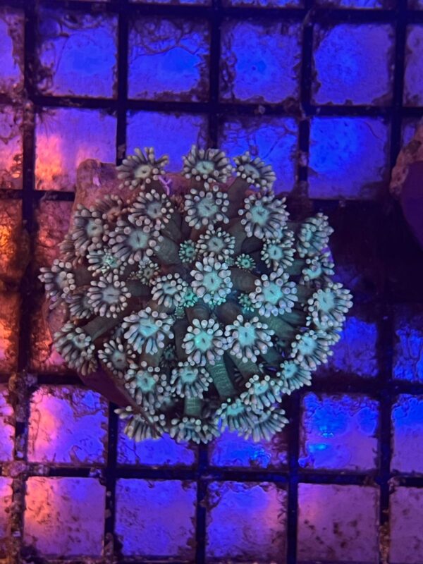 Goniopora spp. “Flowerpot Purple Metallic”