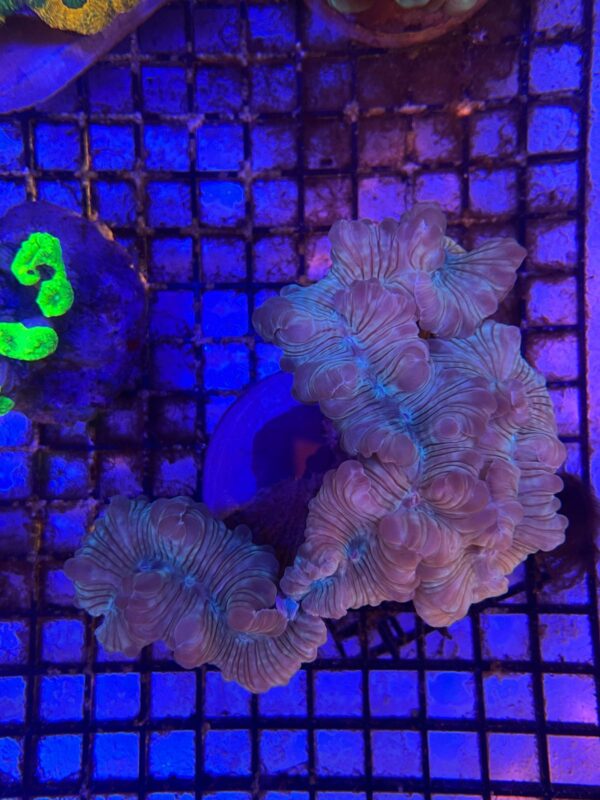 Plerogyra Turbida “Fox Coral”