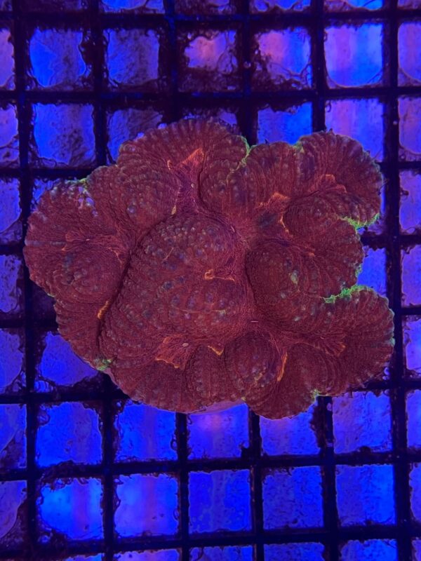 Symphyllia sp. “Closed Brain Bicolor”