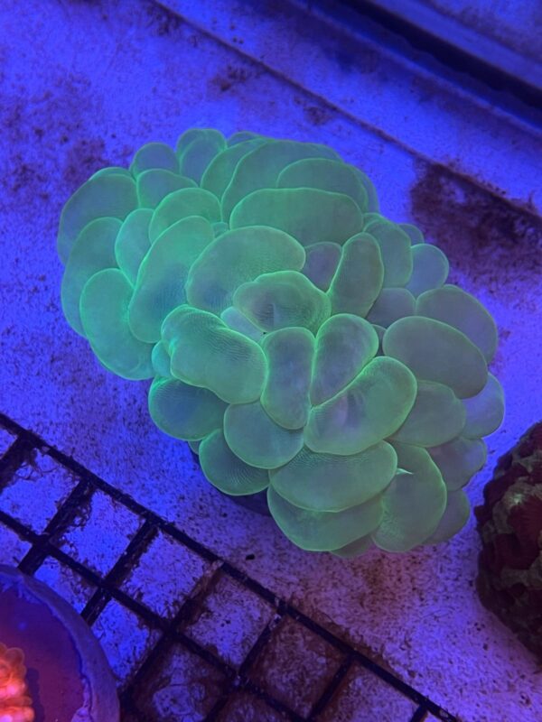 Plerogyra Sinuosa “Bubble Coral Metallic Green”