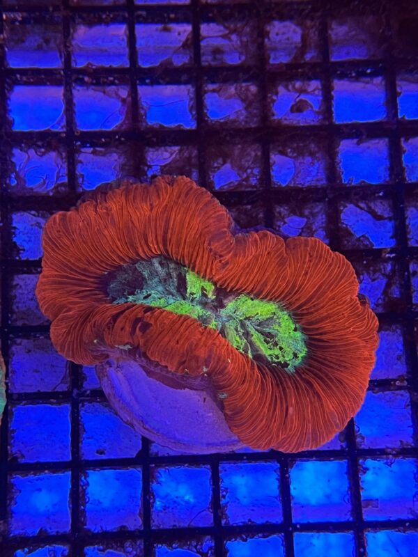 Trachyphyllia Geoffroyi “Bicolor Red-Based”