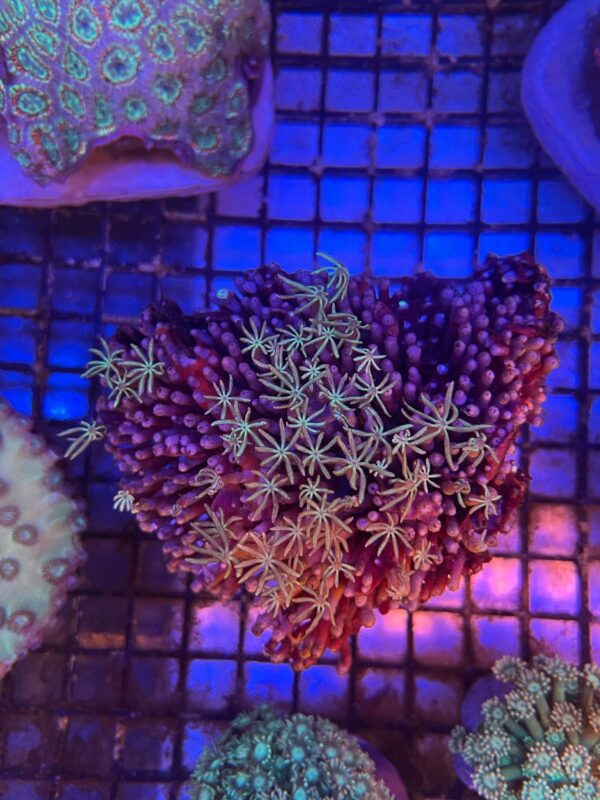 Tubipora Musica “Green Polyp” (Organ Pipe Coral)