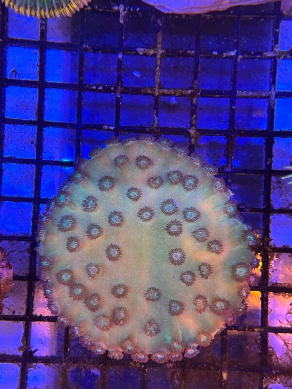 Turbinaria Peltata “Pagoda Coral Green”