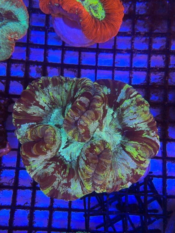Wellsophyllia Radiata