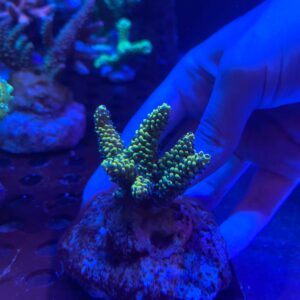 Acropora Solar Flare