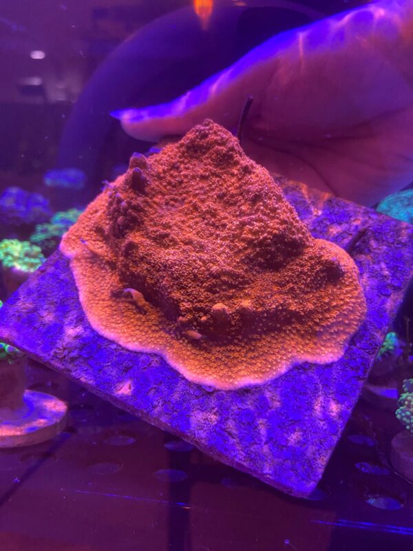 Montipora Starburst