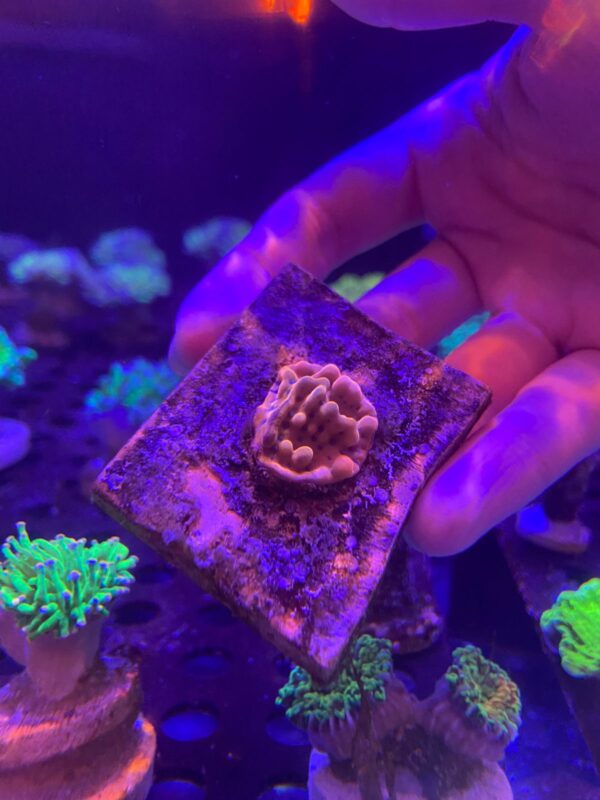 Montipora Jason Fox Beach Bum