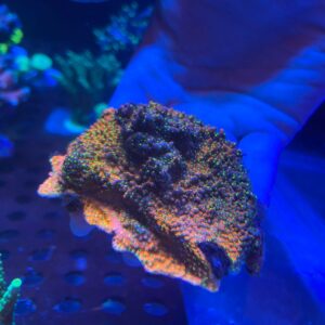 Montipora Sunset