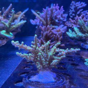 Acropora Sp