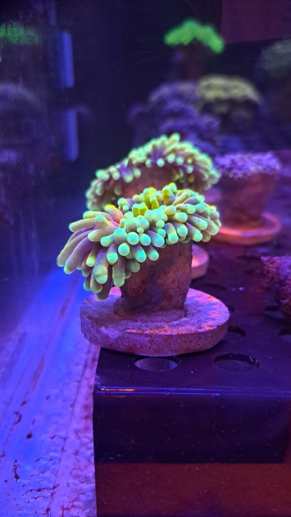 Euphyllia Glabrescens Dragon Soul