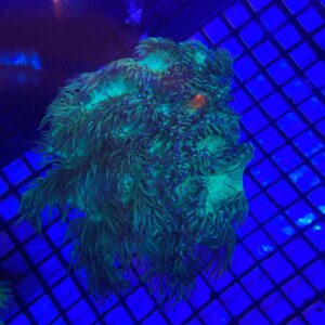 Catalaphyllia jardineii “Elegance Coral” Purple Tips