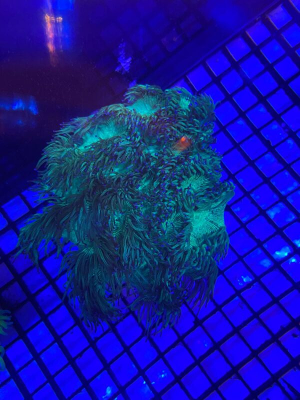 Catalaphyllia jardineii “Elegance Coral” Purple Tips