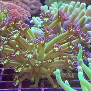 Goniopora Flowerpot Var Green NEON
