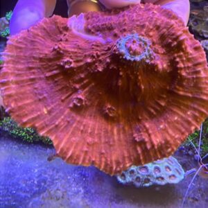 Oxypora Silky Chalice Coral Grade A