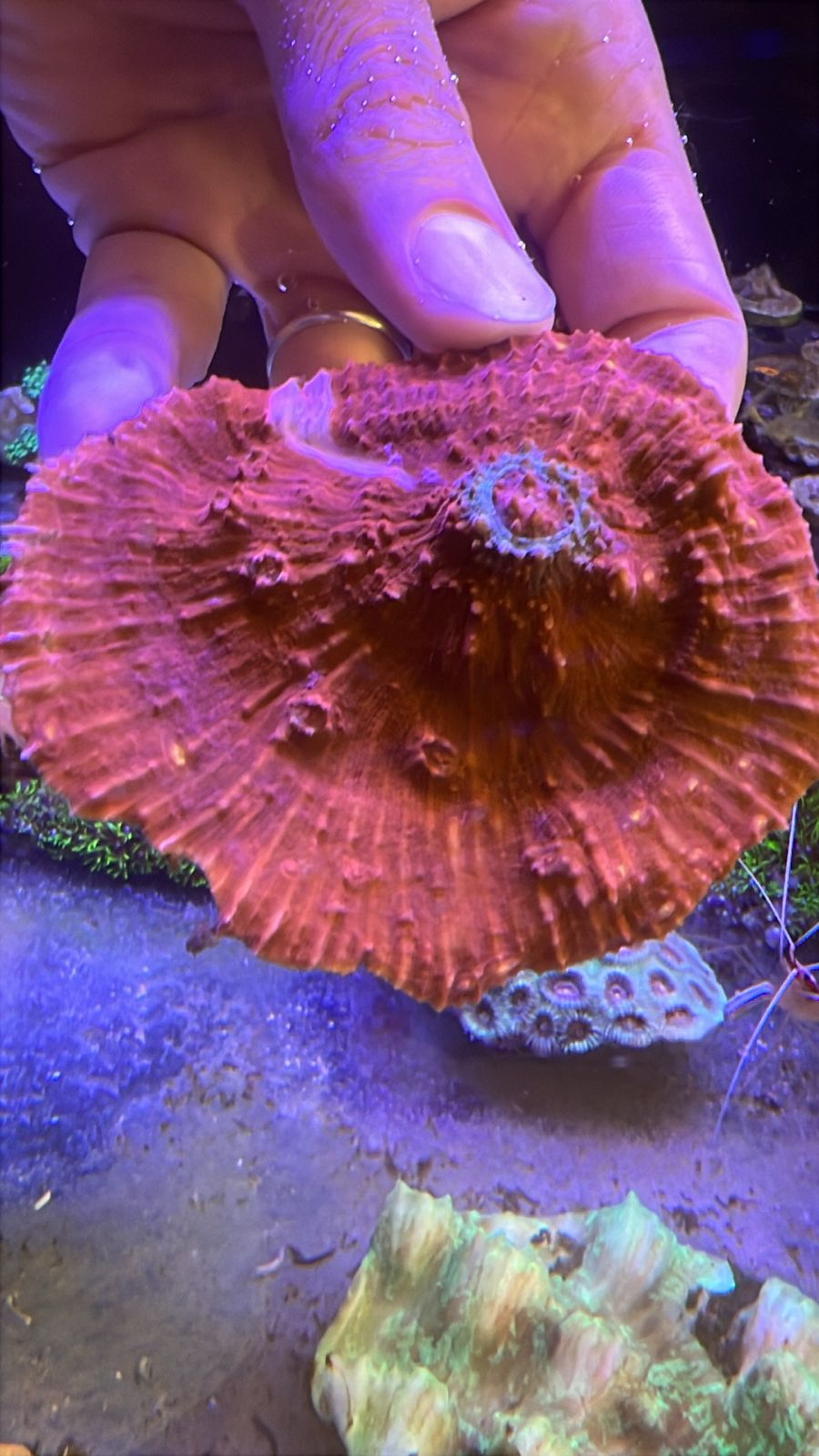 Oxypora Silky Chalice Coral Grade A