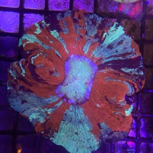 Trachyphyllia Geoffroyi “Bicolor Red-Based”