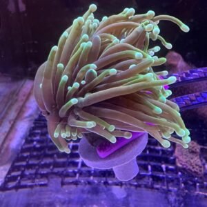 Euphyllia Glabrescens Dragon Soul