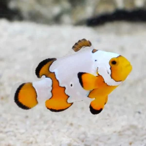 Amphiprion Ocellaris Picasso Grade B