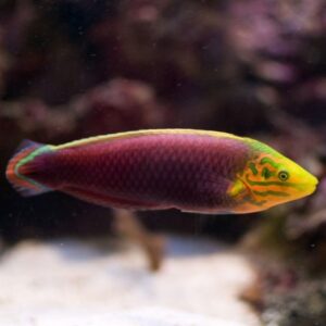 Halichoeres Iridis