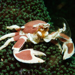 Neopetrolisthes Maculatus Cangrejo Porcelana Anémona