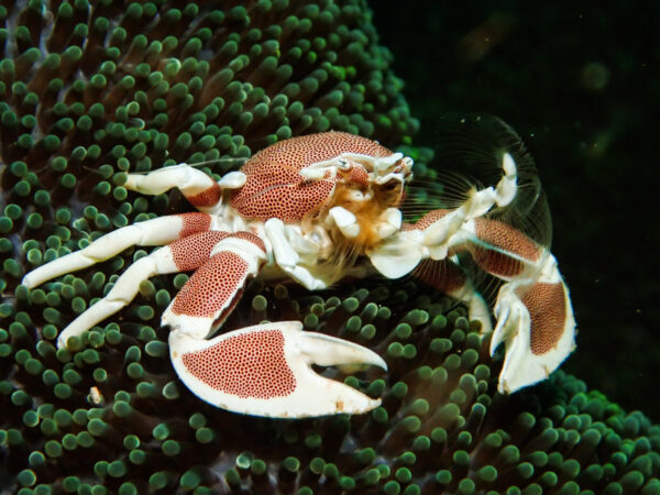 Neopetrolisthes Maculatus Cangrejo Porcelana Anémona