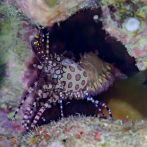 Saron Marmoratus