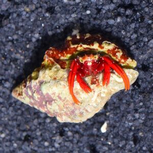 Red Leg Hermit Crab