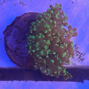Euphyllia Cristata Green Metallic
