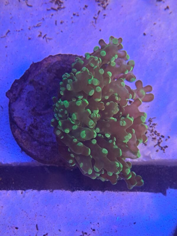 Euphyllia Cristata Green Metallic