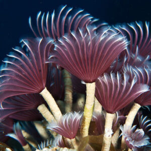 Bispira Brunnea