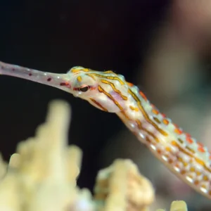 Corythoichthys Intestinalis