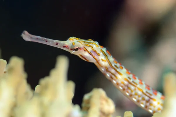 Corythoichthys Intestinalis