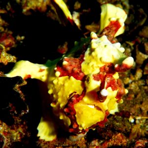 Antennarius Pictus