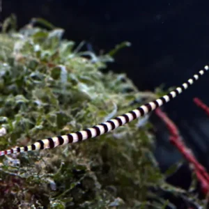 Doryrhamphus Dactyliophorus