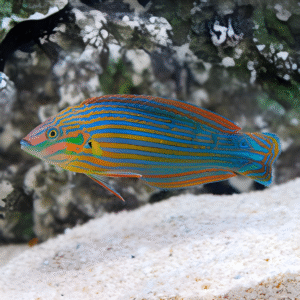 Halichoeres Melanurus
