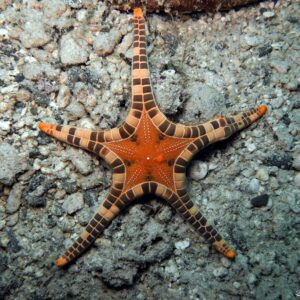 Iconaster Longimanus
