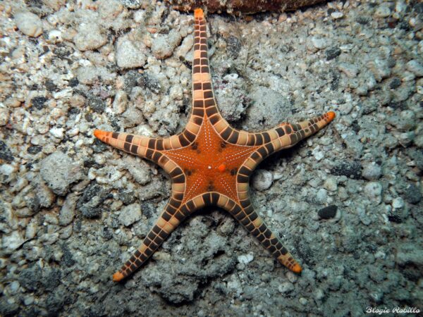 Iconaster Longimanus