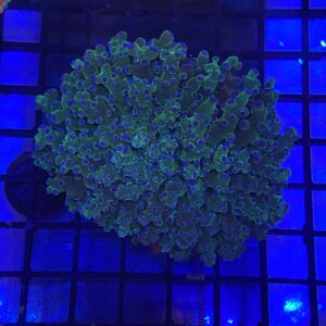 Euphyllia Cristata Green Purple