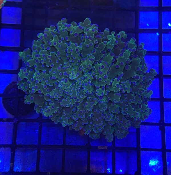 Euphyllia Cristata Green Purple