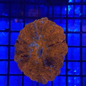Acanthophyllia Deshayesiana Red Metallic