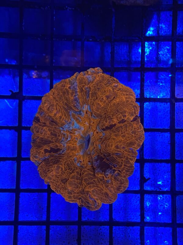 Acanthophyllia Deshayesiana Red Metallic