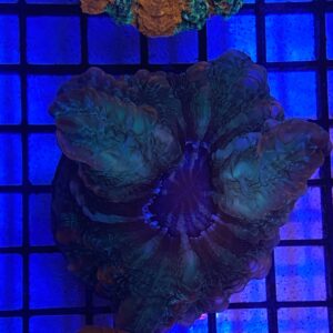 Indophyllia Red Stripes