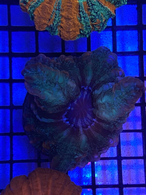 Indophyllia Red Stripes