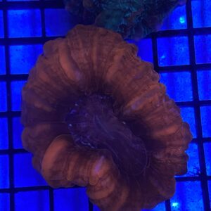 Cynarina Lacrymalis Red Metallic