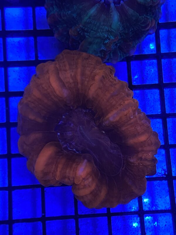 Cynarina Lacrymalis Red Metallic