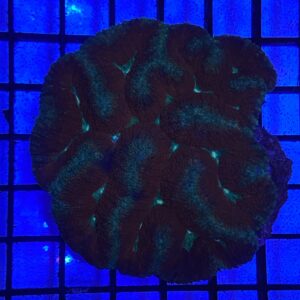 Symphyllia Sp.